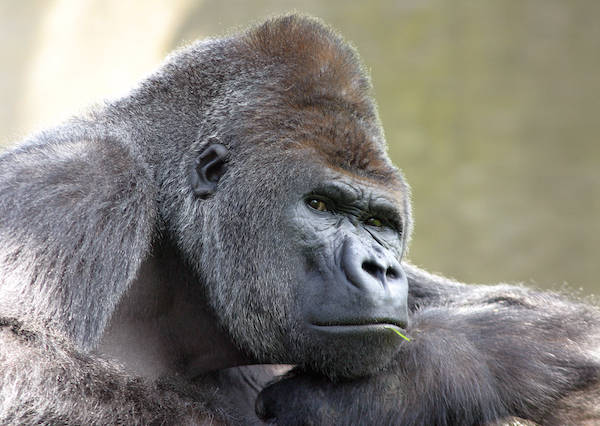 Artis thuis