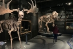 Afbeelding van Naturalis thuis