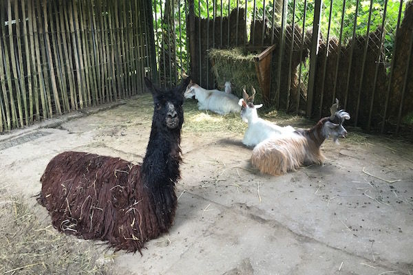 Suro alpaca en geiten liggen lekker