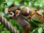 Review Dierentuin Best Zoo in Brabant