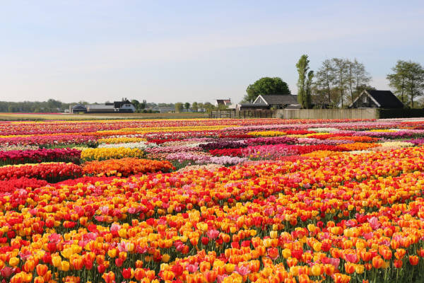 Tulip Experience Amsterdam: Allerlei kleuren