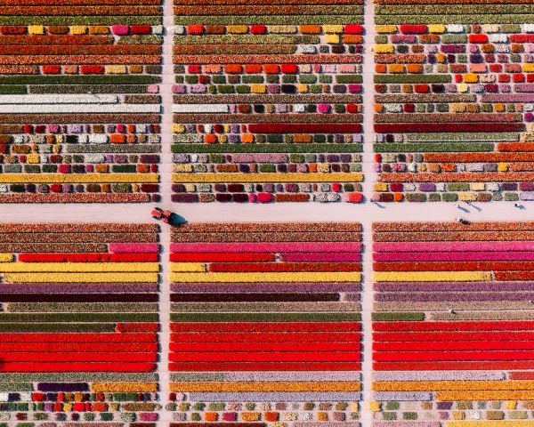 Tulip Experience Amsterdam in Noordwijkerhout