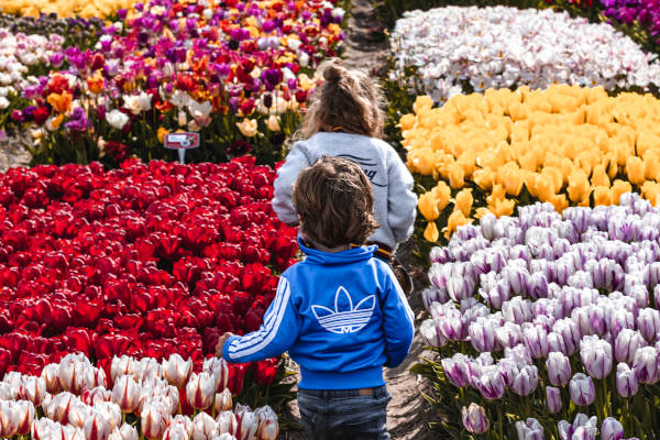 Tulip Experience Amsterdam in Noordwijkerhout