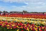 Afbeelding van The Tulip Barn