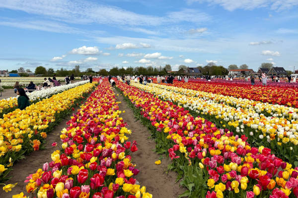 Kijken tussen de tulpen