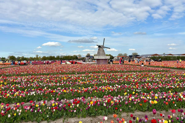 The Tulip Barn: Molen tussen de velden