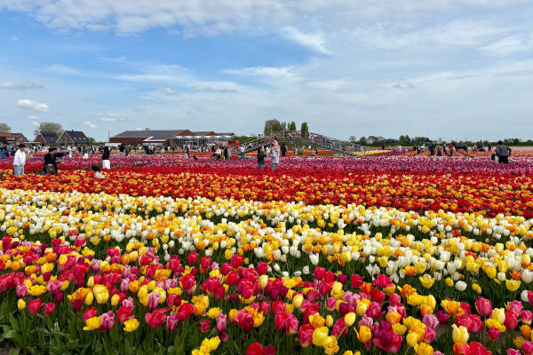 The Tulip Barn