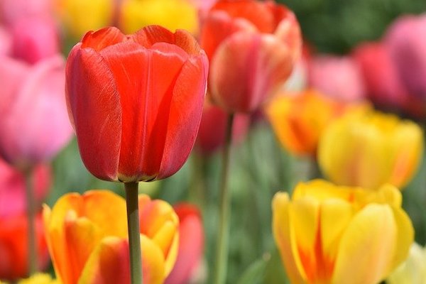 Tulip