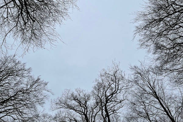 Bomen staren naar blauwe lucht