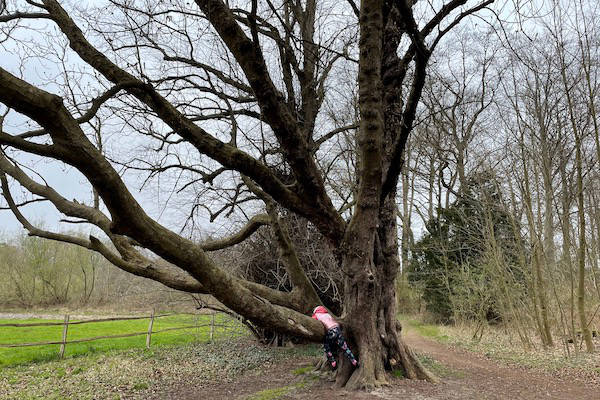 Landgoederen De Horsten: Bomen klimmen