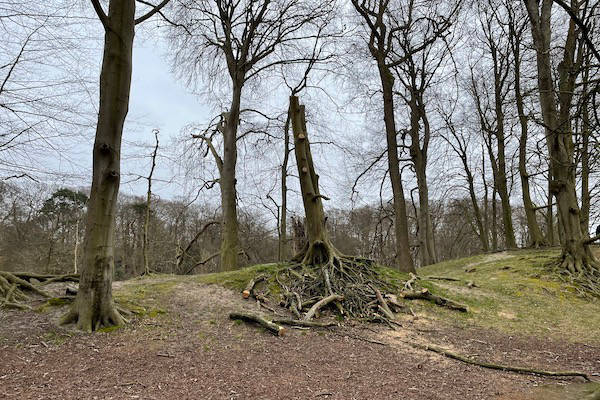 Gezaagde bomen