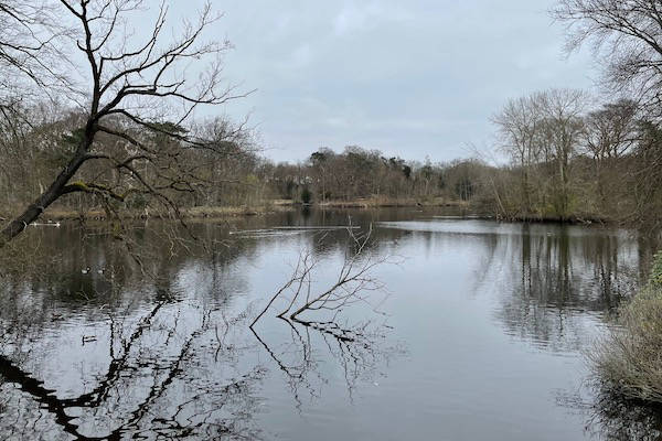 Meer met waterdieren