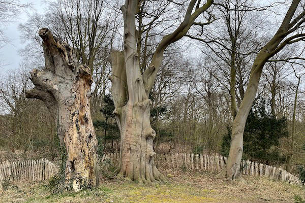 Oude bomen