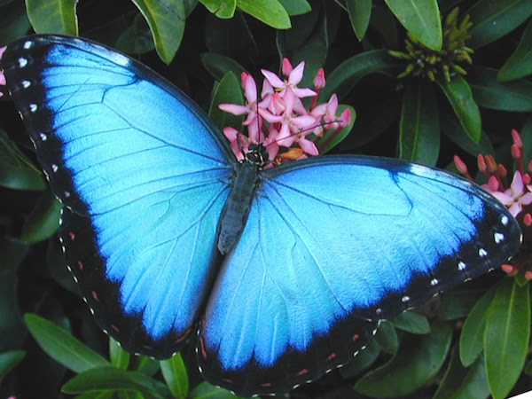 Vlinderparadijs Papiliorama in Havelte