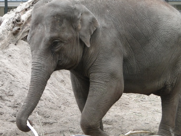 Voorkom dat je nog meer korting voor Dierentuin Artis mist