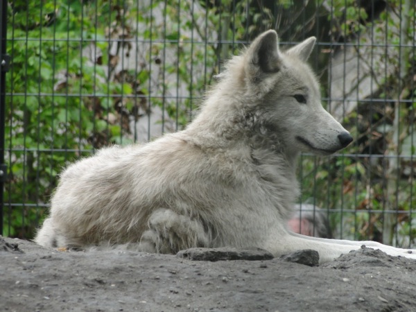 De prachtige witte Bay Wolf