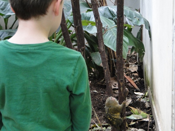 Kom super dichtbij de apen in Dierentuin Artos