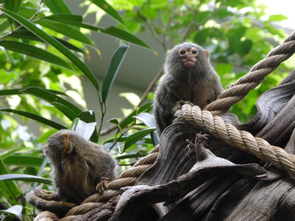 Dierentuin Artis: De Dwergoeistiti