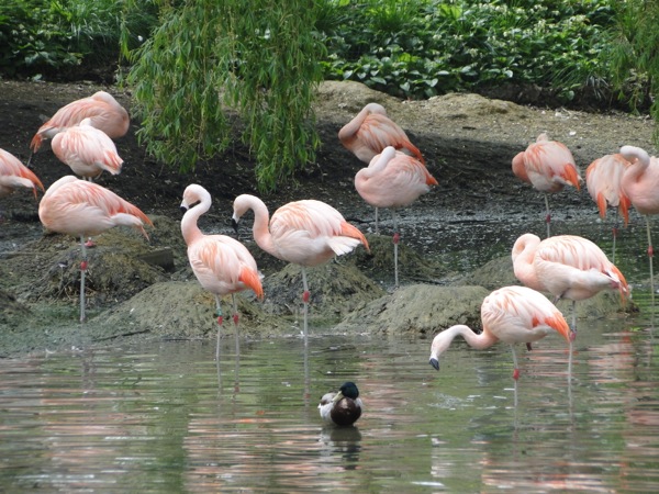 Veel mooie Flamingo's bij elkaar