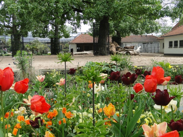 Zie de Kamelen door de prachtige bloemen