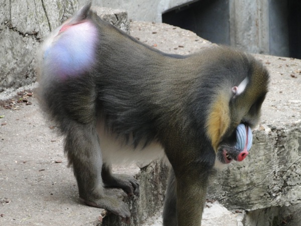 De billen van de Mandril