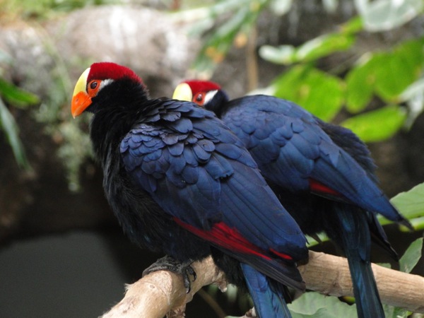 Mooie vogels met rood haar