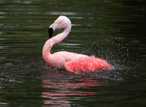 Chileense flamingo