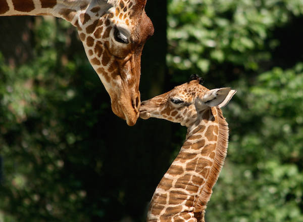 Giraffe met jong