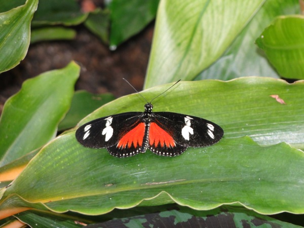 Zwart - rode vlinder op blad
