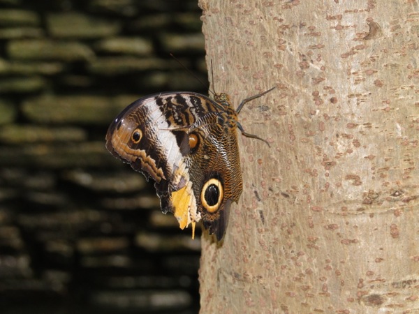 Gele vlinder rust op boom