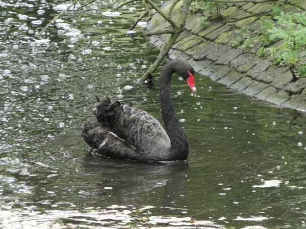 Zwarte zwaan