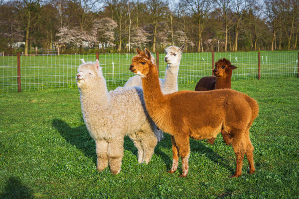 Dagje uit Dierenhoeve Wessinge