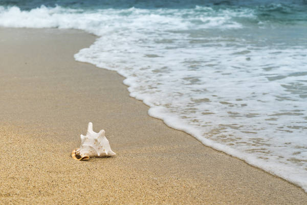 Strandsafari in Renesse