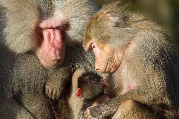 Bavianen familie