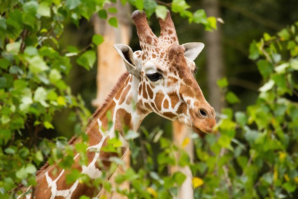 Giraffe tussen de bomen