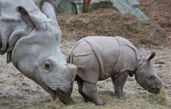 Mama neushoorn en jong