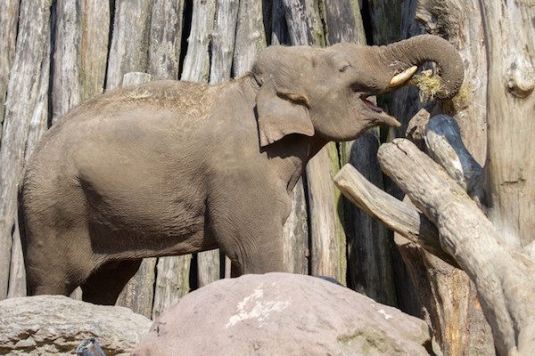 Olifant geniet van het eten