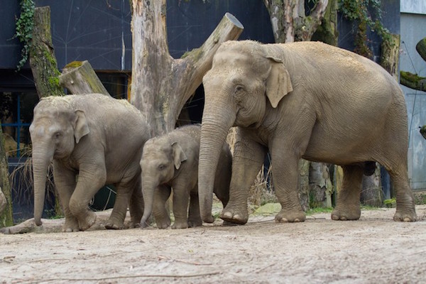 Olifanten familie gaat op pad
