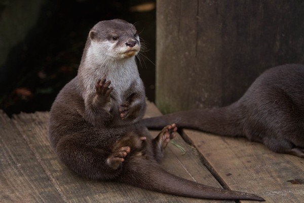 Otter zit lekker