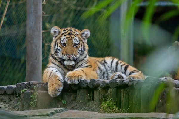 Tijger aan het luieren