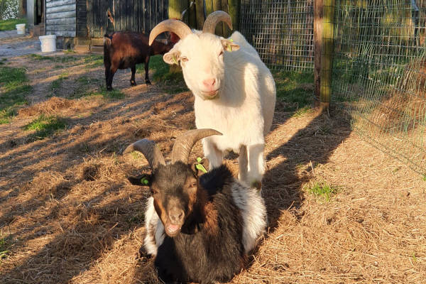 Kinderspeelboederij 't Bukske: Genieten van de zon