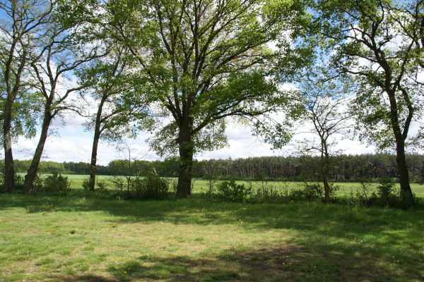 In de 7e hemel pluk- en theetuin: Uitzicht op de bomen