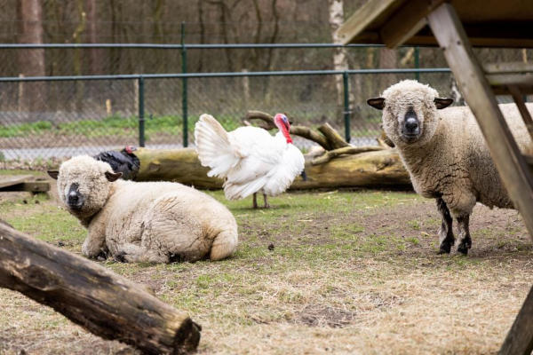 Roompot De Veluwse Hoevegaerde: Kinderboerderij