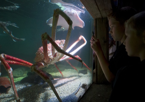 In Sea Life Scheveningen is tijdelijk de reuzenkrab te bezichtigen