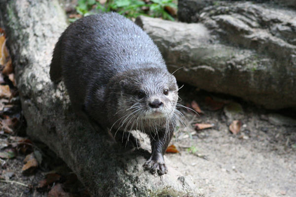 SEA LIFE Scheveningen: De otter