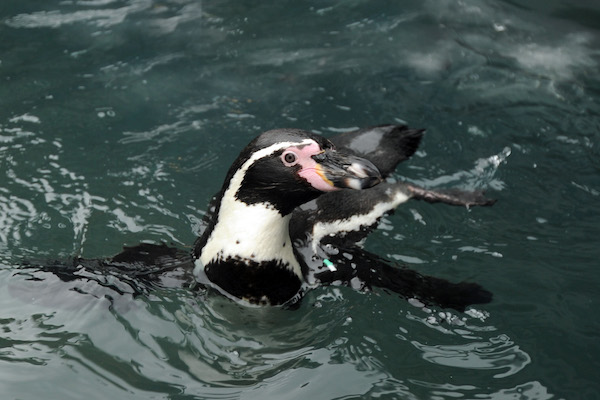 Pinguïn in het water