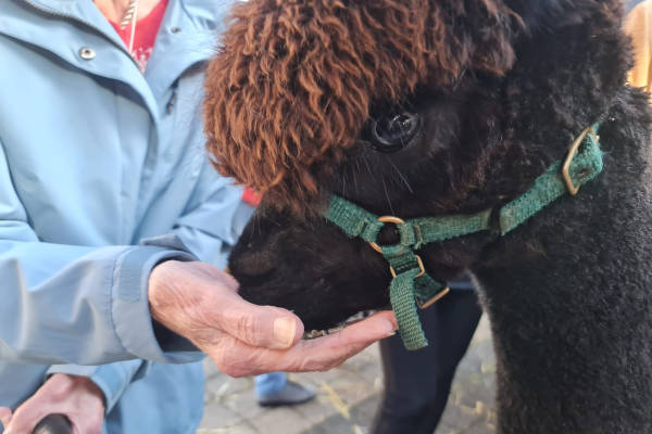 alpaca wordt gevoerd