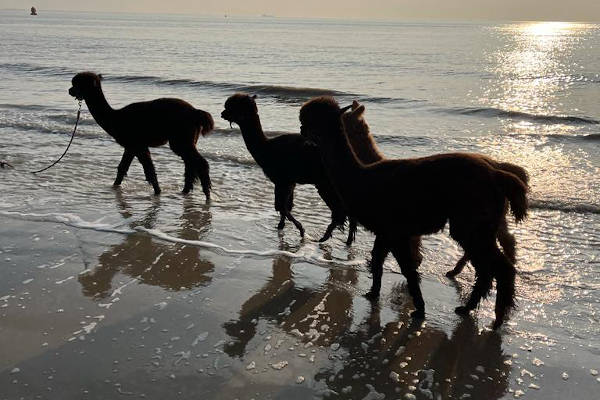 alpaca met zonsondergang