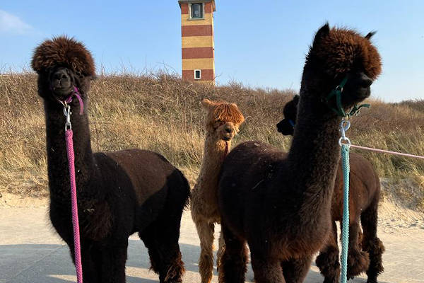 Alpacaervaringen Hoeve Larenburg: alpaca op het strand