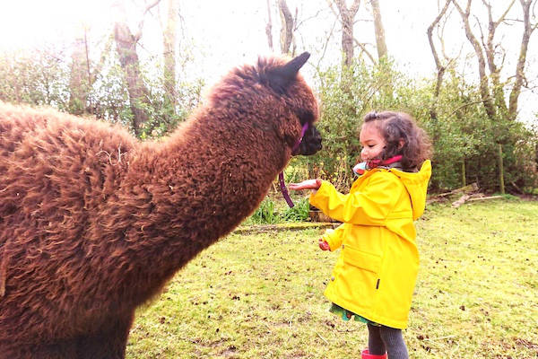 Meisje ontmoet alpaca
